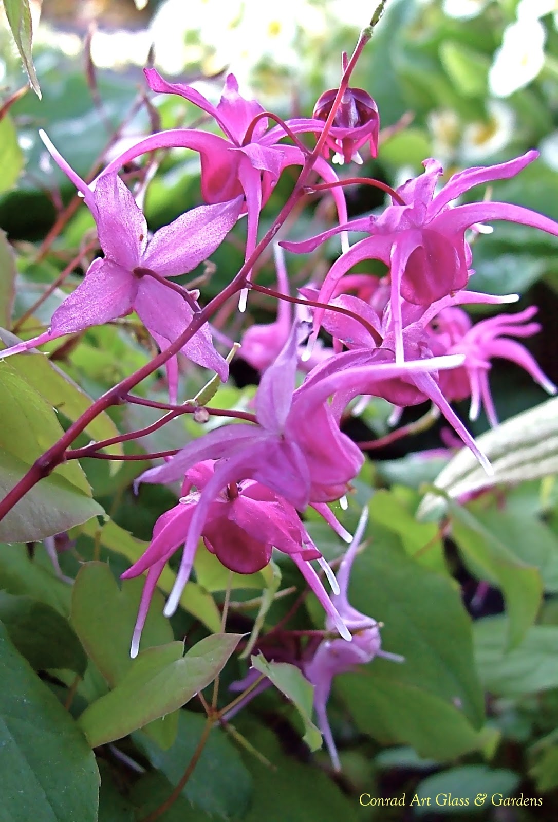 Conrad Art Glass & Gardens: Back to Epimediums...