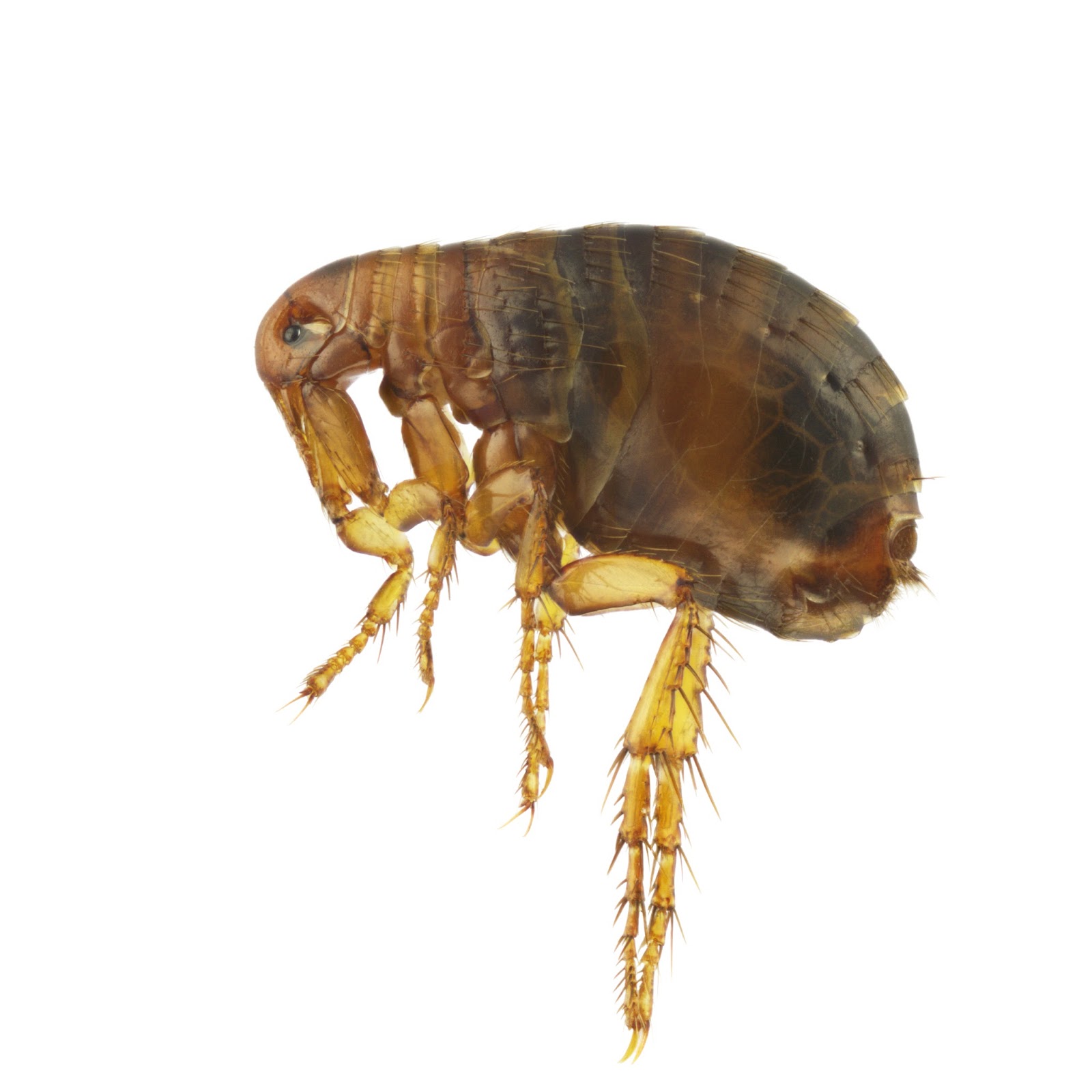 A B Pest Control and Insulation Everything You Need to Know about Fleas and Ticks