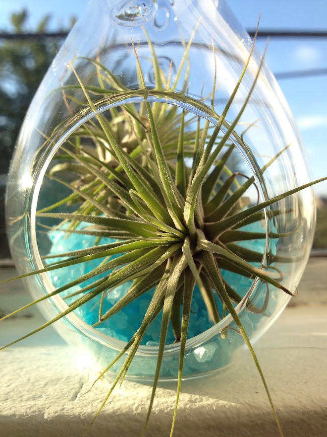 Obsessed with airplants.