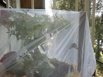 060820132243.jpg