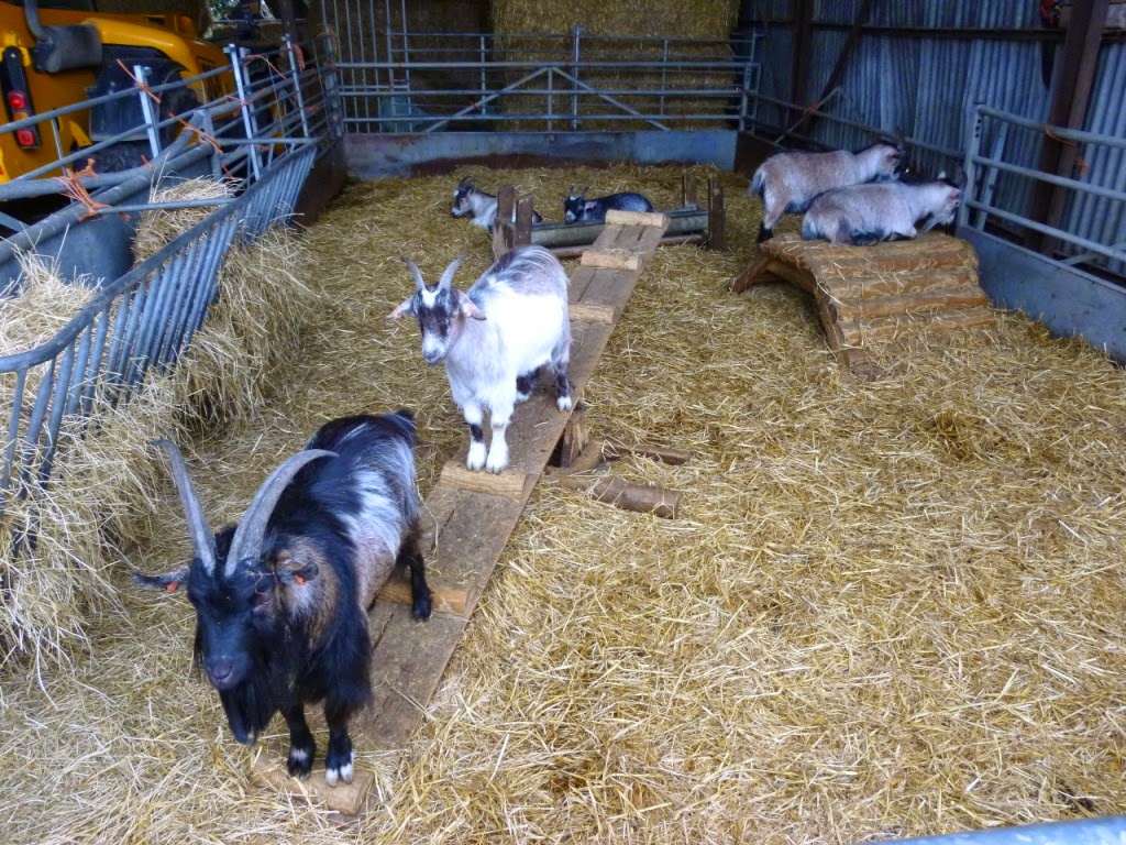 The Ham and Egger Files Crazy Golf at Mead Open Farm in Billington