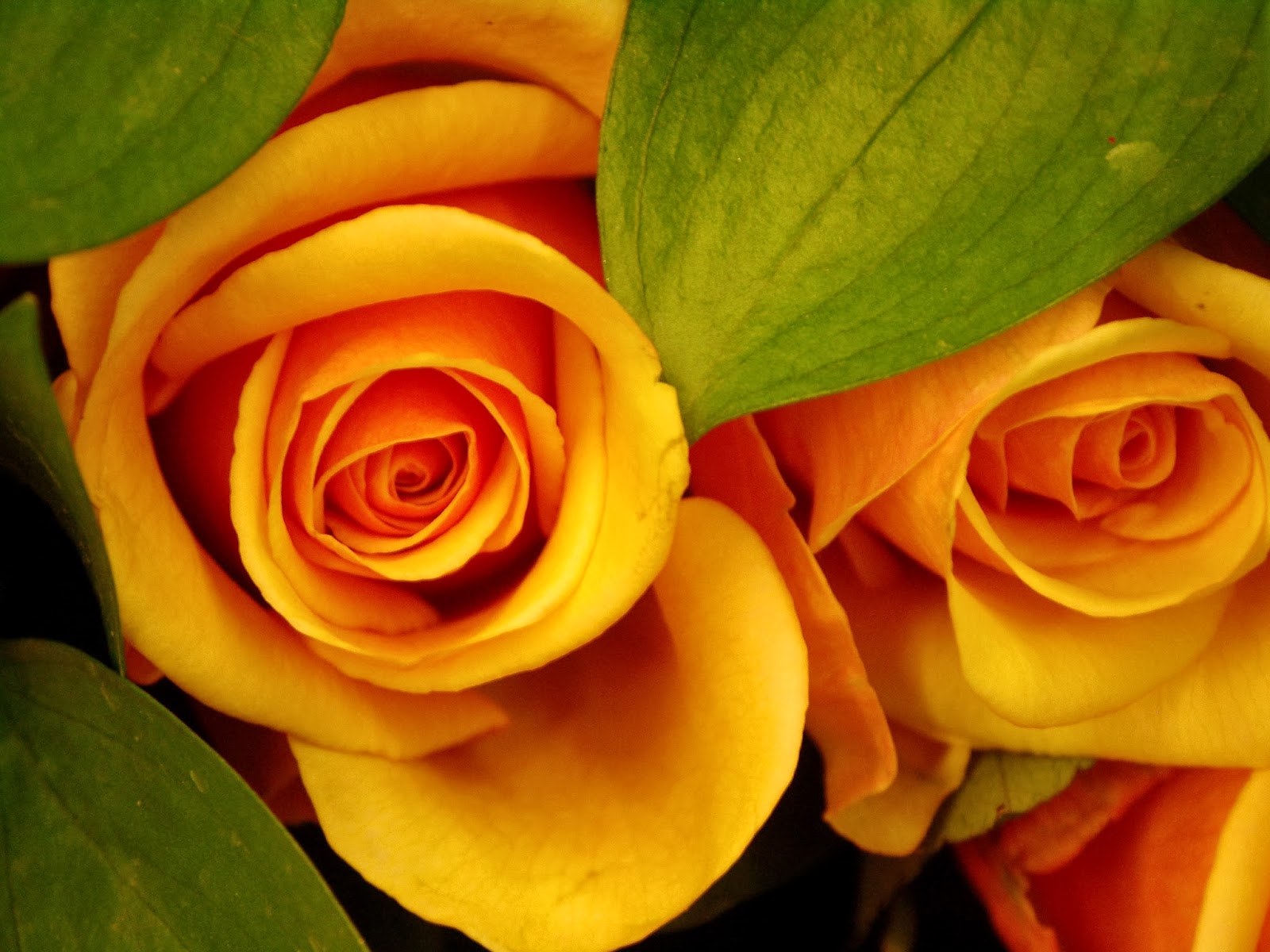 PHOTO KA SABSE BADA COLLECTION ALL FLOWER PHOTO