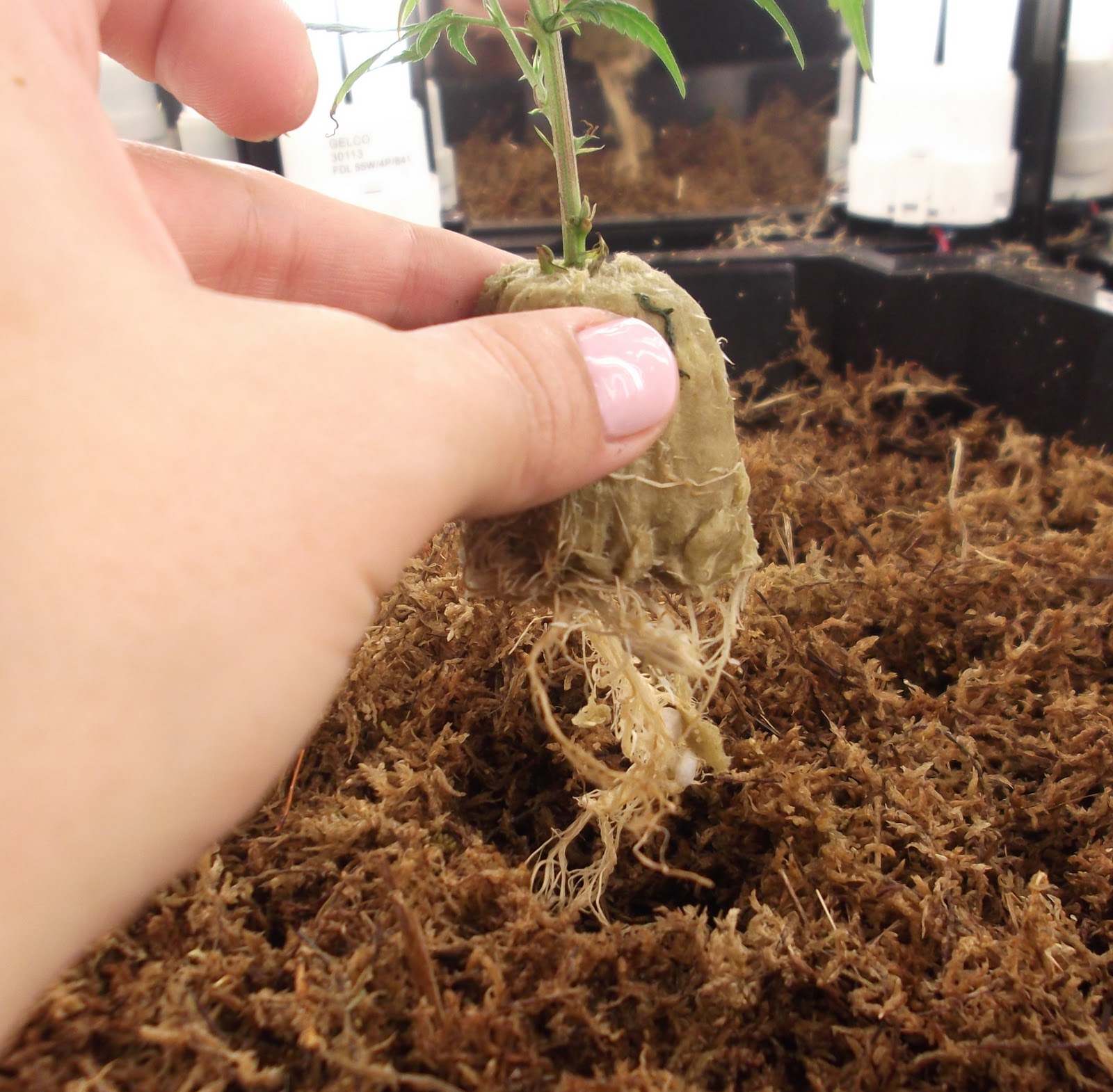My Phototron Hydroponic Growing Experience