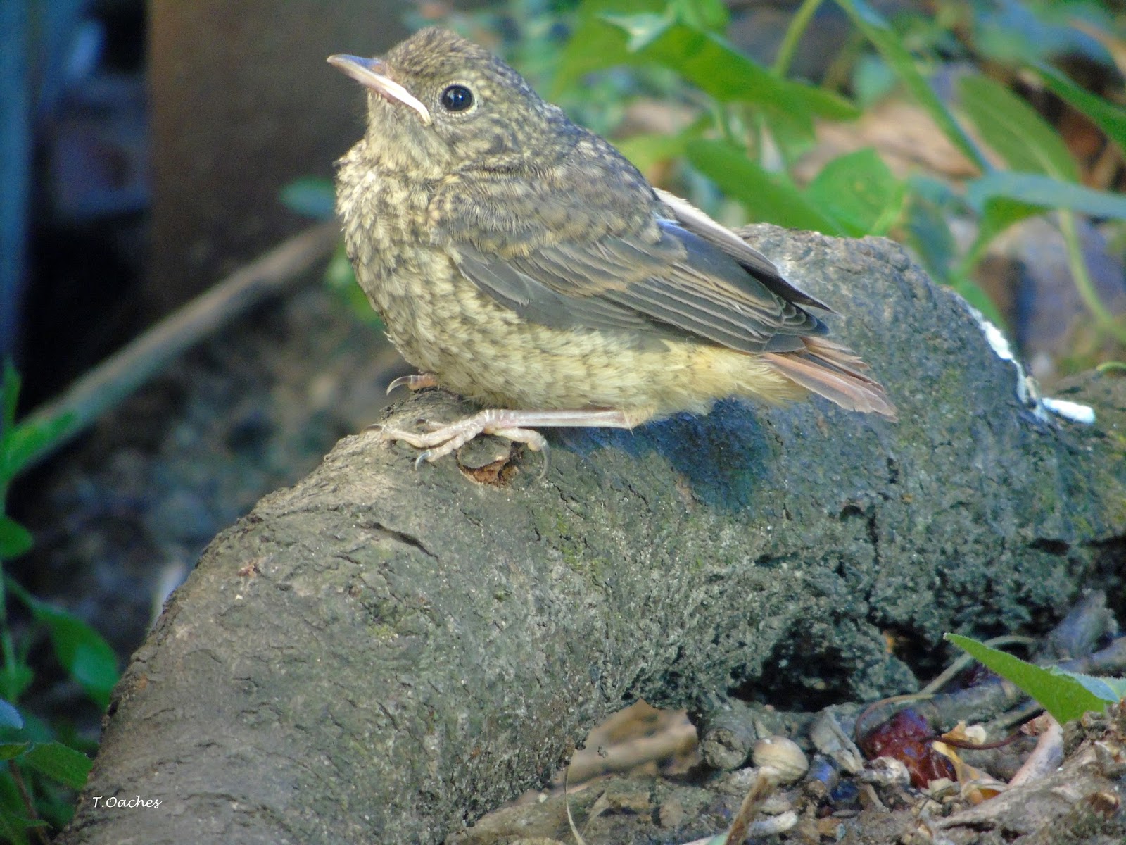 PASARI DIN ROMANIA CODROS DE PADURE (2), Phoenicurus phoenicurus