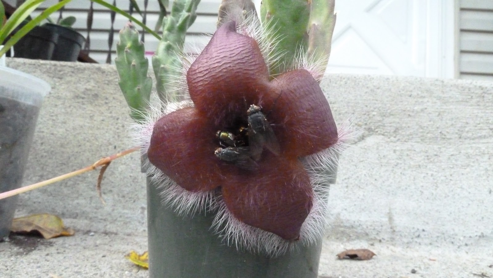 Hooray! Plants! Stapelia grandiflora, some more pictures