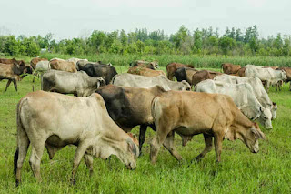 cow farming