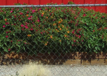 Future Plants By Randy Stewart Butterfly Bush