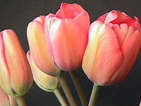 Beautiful Red Tulips