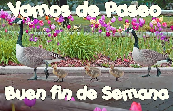 Afbeeldingsresultaat voor buen fin de semana amiga