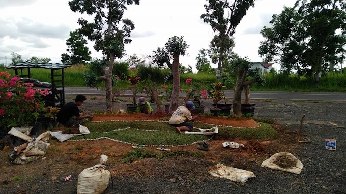 Cara Membuat Bonsai Untuk Taman INDAH