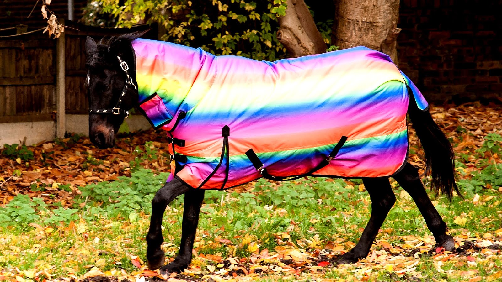 Horse Rugs On Sale Horse Choices