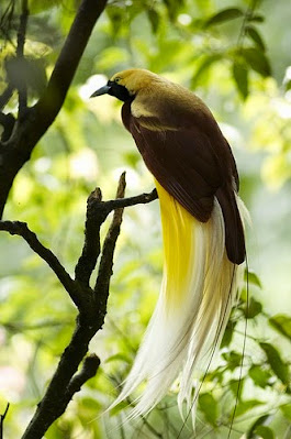 Gambar Flora Fauna Indonesia Burung Cendrawasih Papua Macam Jenis Flora Nusantara