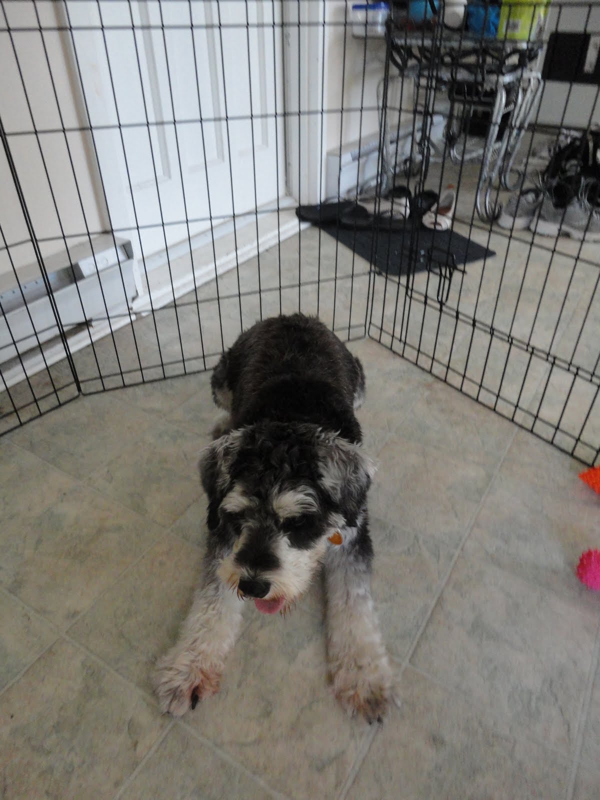 Oscar the Pooch A Miniature Schnauzer Blog Paw Licking A Mystery