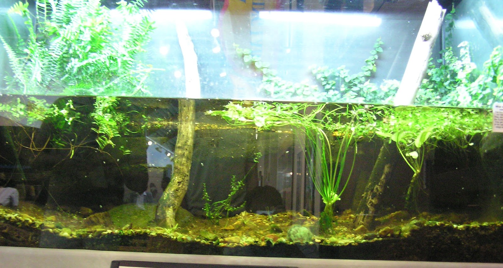 My Fresh Water Aquarium Natural Planted Tank (Walstad Method). Half