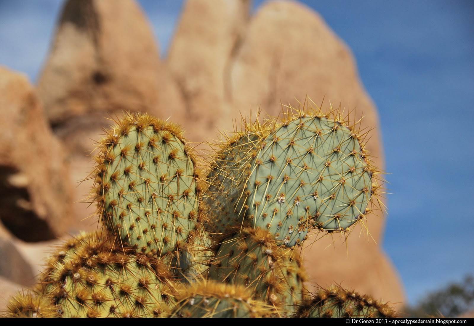 Apocalypse Demain Cactus du désert de Mojave
