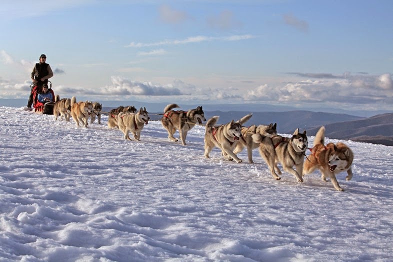 Mt Buller Sled Dogs Tours