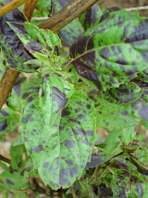 Albahaca Verde-Purpura