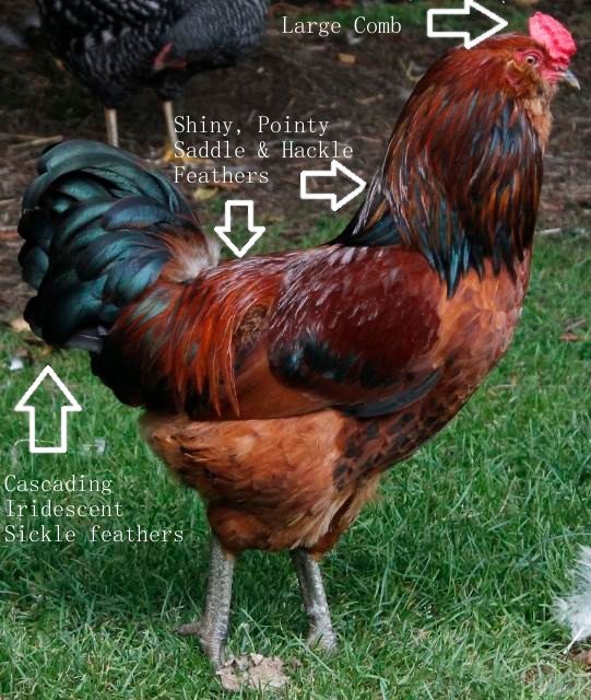 Natural Chicken Keeping: Gender Bender - How to Sex Easter Eggers