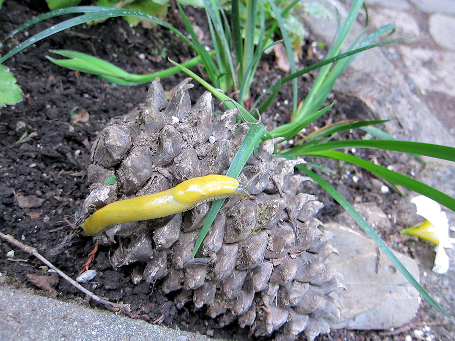 Banana slug penis