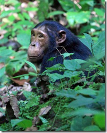 A wild chimp in Kyambura Gorge - Uganda