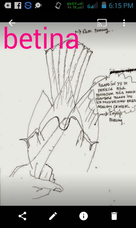 perkutut lokal indonesia: Tips untuk membedakan jantan betina pada perkutut