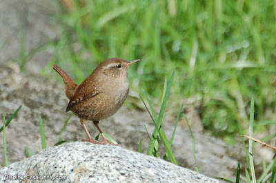 Cargolet (Troglodytes troglodytes)