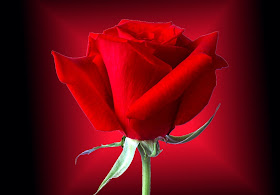 Beautiful Flowers