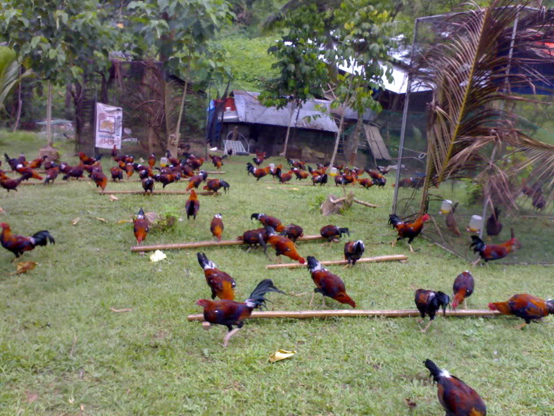 Gamefowl 101 Everything You Want To Know About Gamefowls Breeding