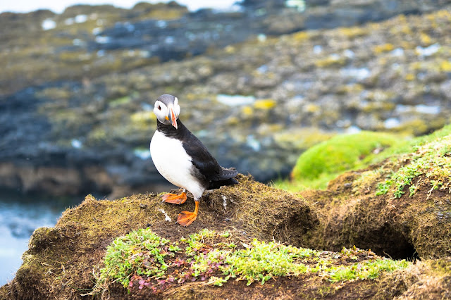 atlantic puffins scotland - MAHO on Earth Boutique Adventure Tours and Travel Blog