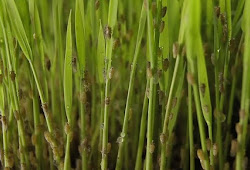 Proses Berlangsungnya Siklus Hidup Walang Sangit Kliktani Com