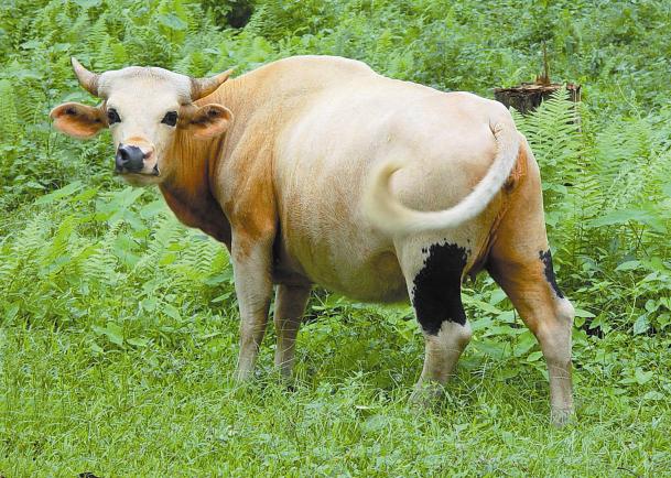 Pink peacock geography: FOR CLASS X -GEOGRAPHY Notes on Chapter 2 Forest and wild