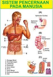 32+ Sistem Pencernaan Pada Manusia Gambarnya Background