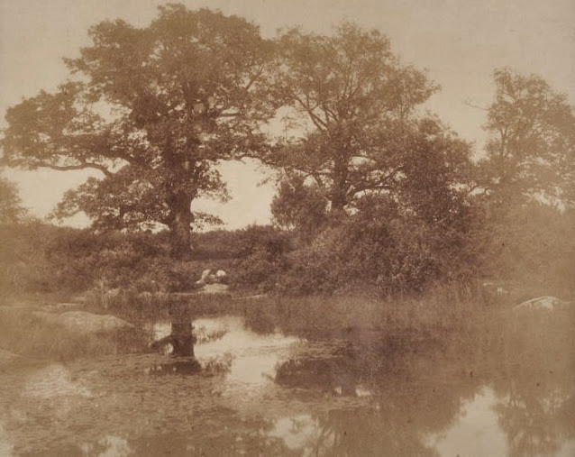 La mare à Dagneau, Forêt de Fontainebleau, Marville photographe.