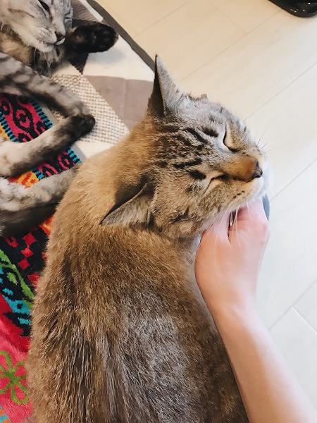 気持ちよさそうに目を閉じているシャムトラ猫