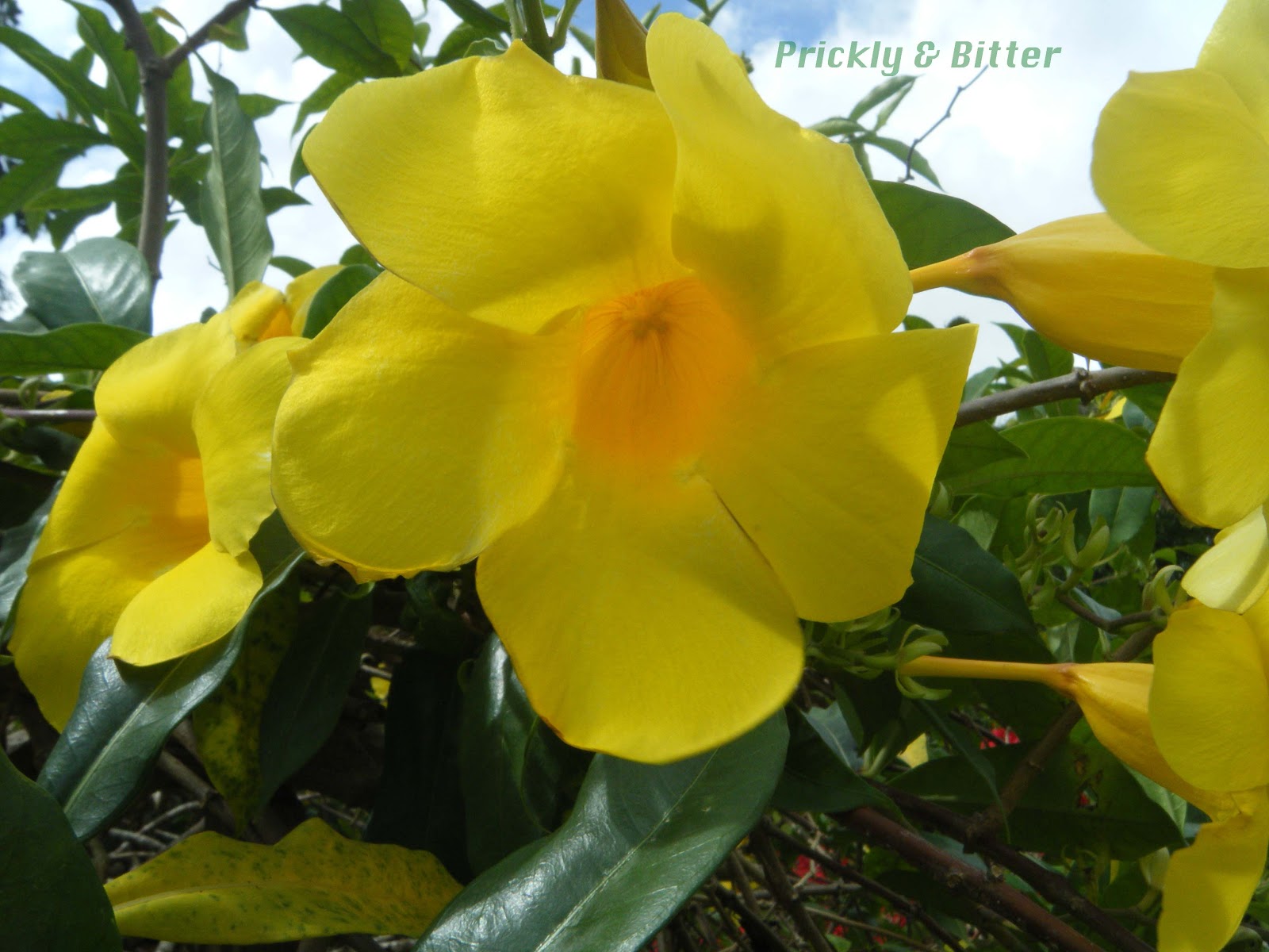 Prickly and Bitter The nasty side of the Golden Trumpet