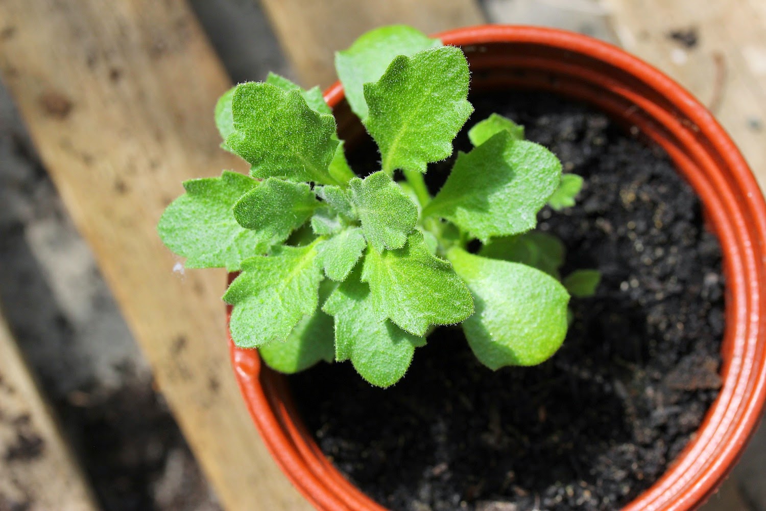 обриета каскад сеянцы. посадка обриеты семенами на рассаду. посадка обриеты семенами на рассаду. пикировка сеянцев петуний. обриета рассада.