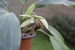 , Coelogyne Lime Bay, diarid'orchidee