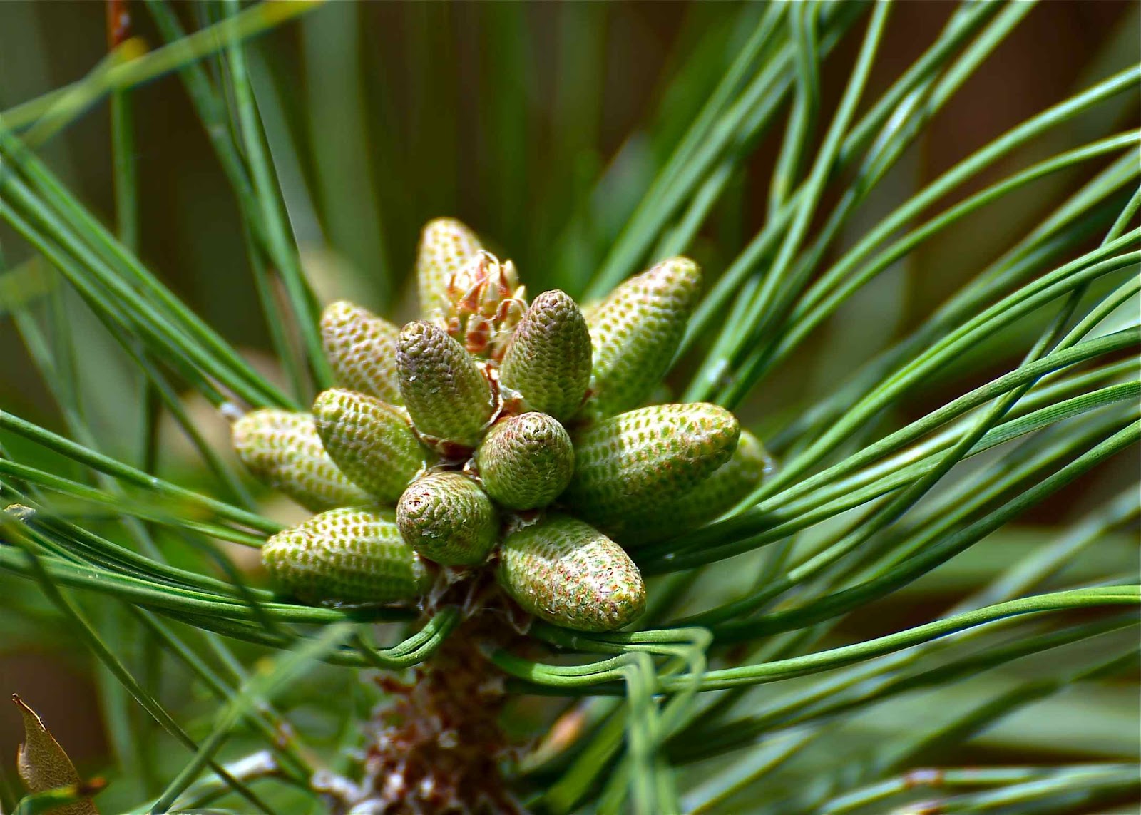 Плод хвойного. Pinus pinea шишки. Pinus nigra шишки. Сосна Нигра Австрийская. Сосна черная шишки.