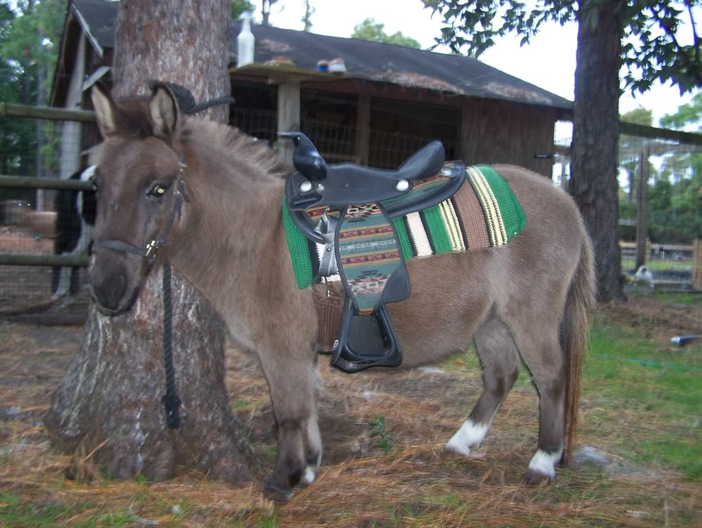 Very Funny Mule New ImagesPhotos Funny And Cute Animals