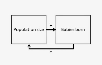 system diagram showing more population leads to more babies being born, leading to more population