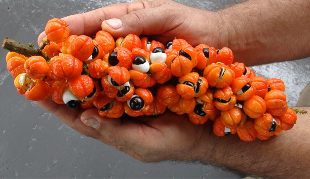 Os 6 benefícios do guaraná para saúde Benefícios do guaraná para saúde