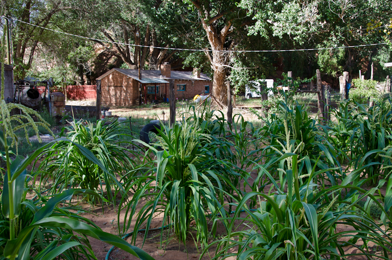 Native Trading Post Adopt-A-Native-Elder Blog: Shonto Trading Post