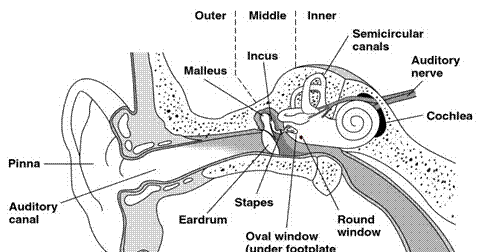 anatomi dan fisiologi telinga - catatan mahasiswa fk