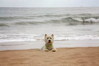 playa para perros Girona