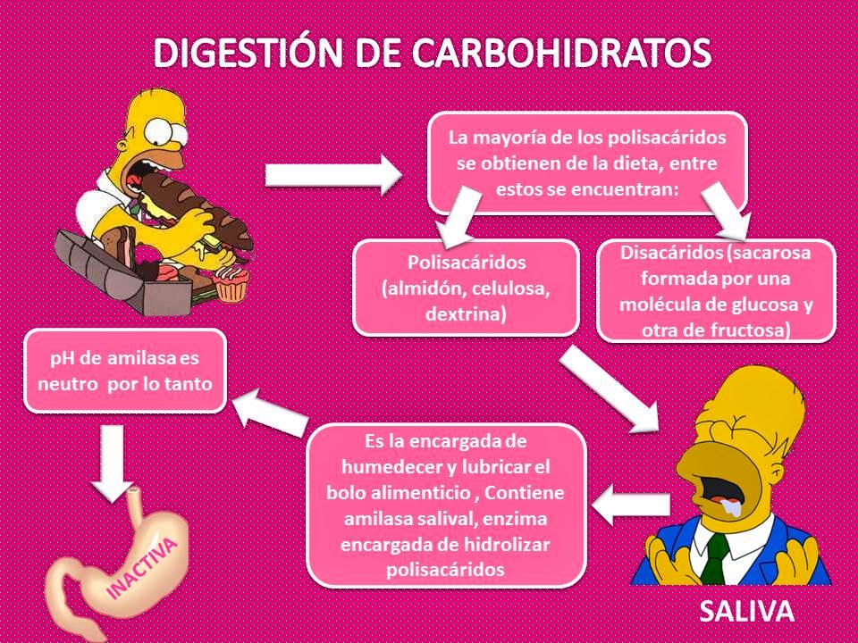 Blog de Fisiología, UAS, Valeria Medel García : DIGESTIÓN DE CARBOHIDRATOS
