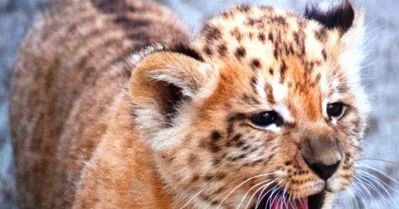 LIGER : The large member of the cat family.