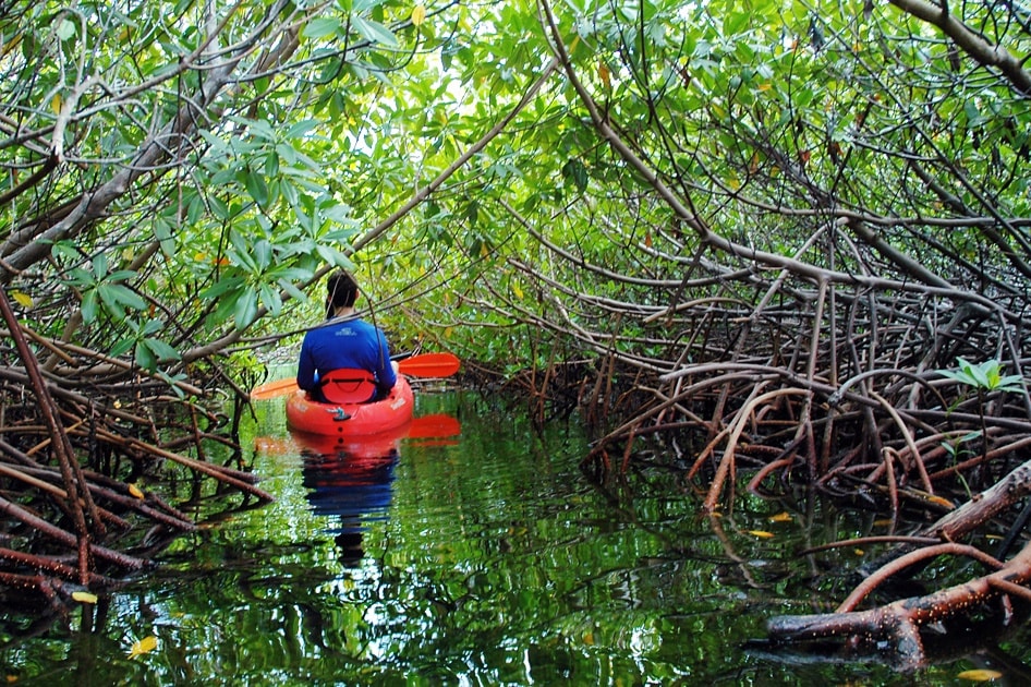 Kayaking tour |Top 10 things to do in Abu Dhabi Kayaking tour |Top 10 things to do in Abu Dhabi