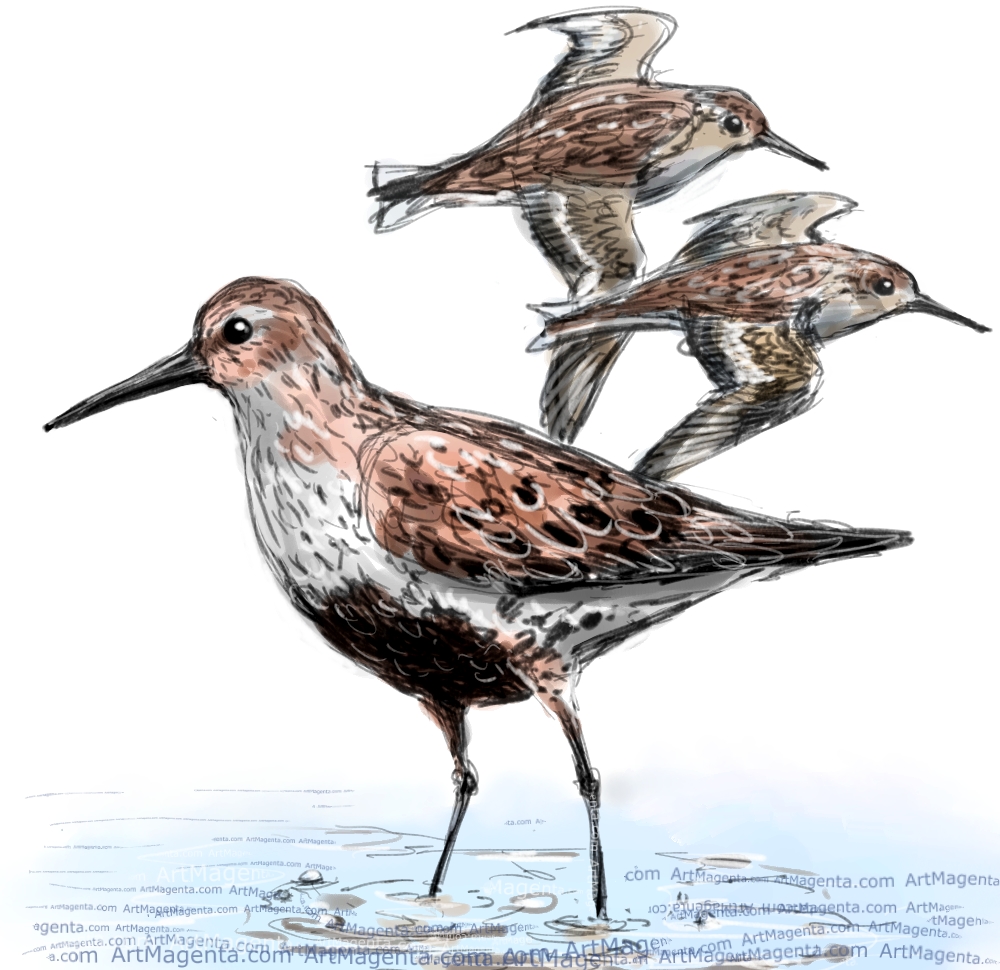 Dunlin sketch painting. Bird art drawing by illustrator Artmagenta