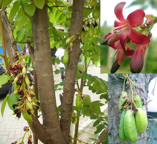 petanikota: Manfaat Belimbing Wuluh