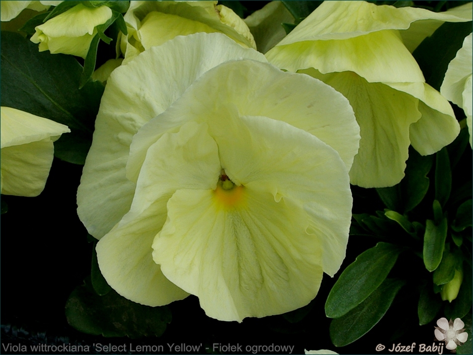 Viola wittrockiana 'Select Lemon Yellow' - Fiołek ogrodowy, bratek